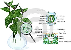 Stomatal complex and section view of stomate and plant leaf structure of wandering Jew plant Tradescantia fluminensis